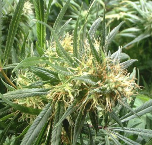 flor cannabis madura