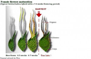 maturation